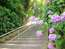 安楽寺アジサイの咲く階段