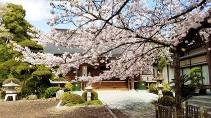 安楽寺桜