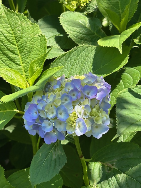 ajisai