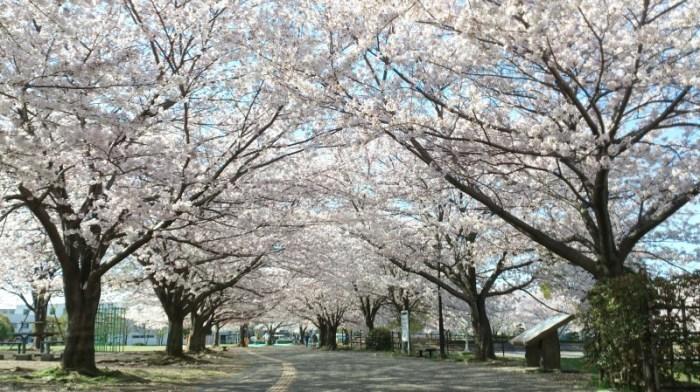 園路桜