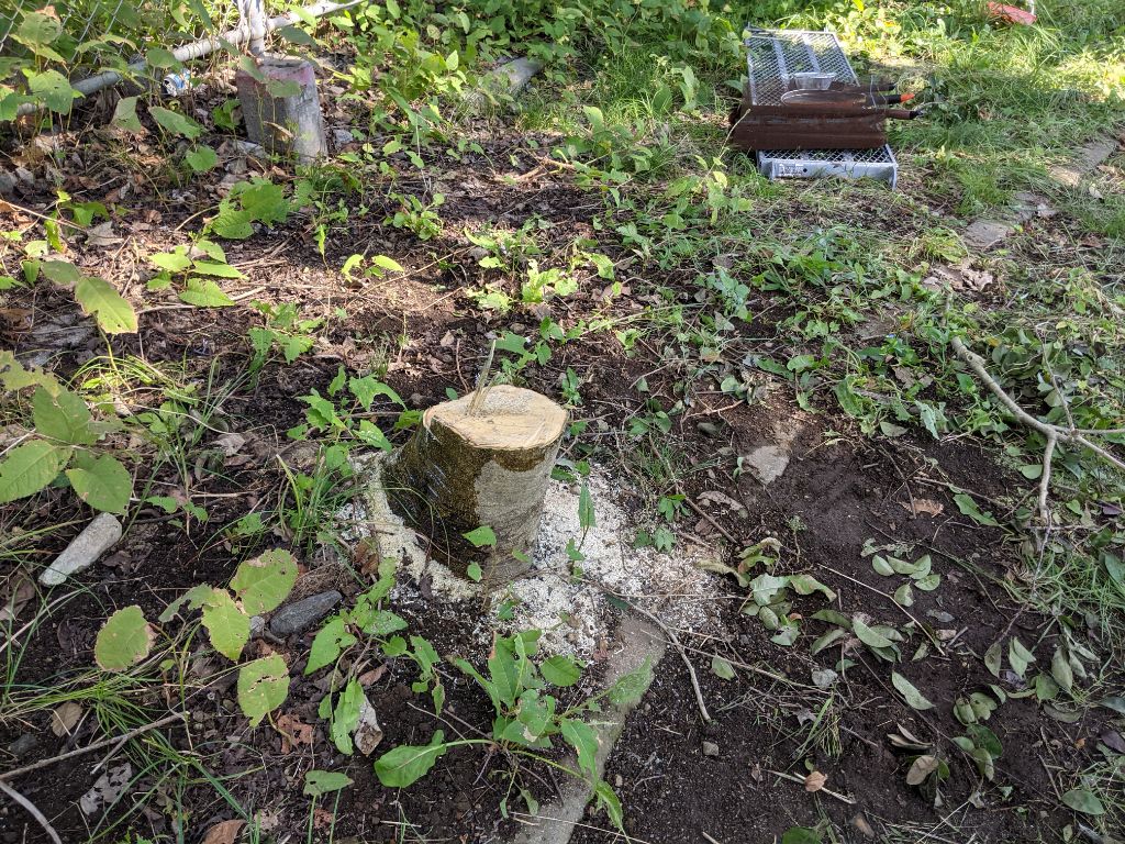 勝手に伐採された樹木