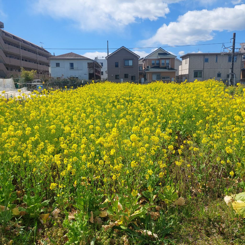 菜の花満開