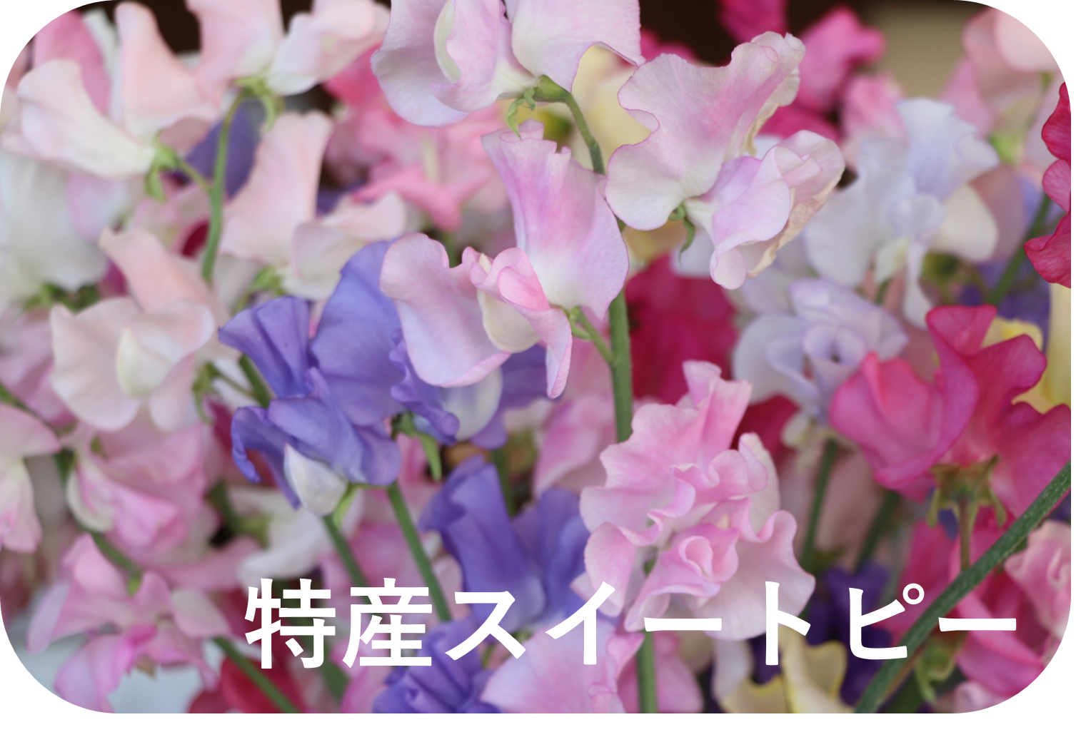 町特産のスイートピーの写真