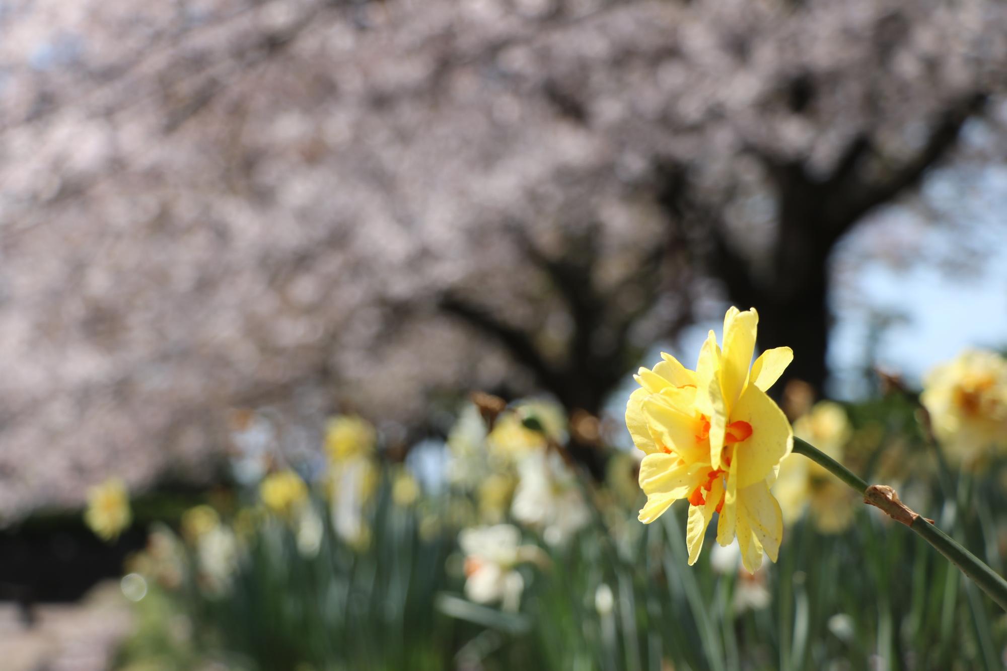 すいせんと桜