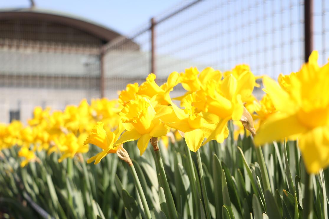 町の花スイセン