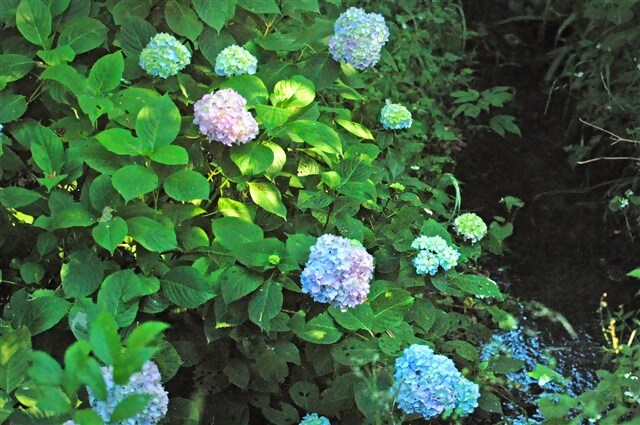 ajisai