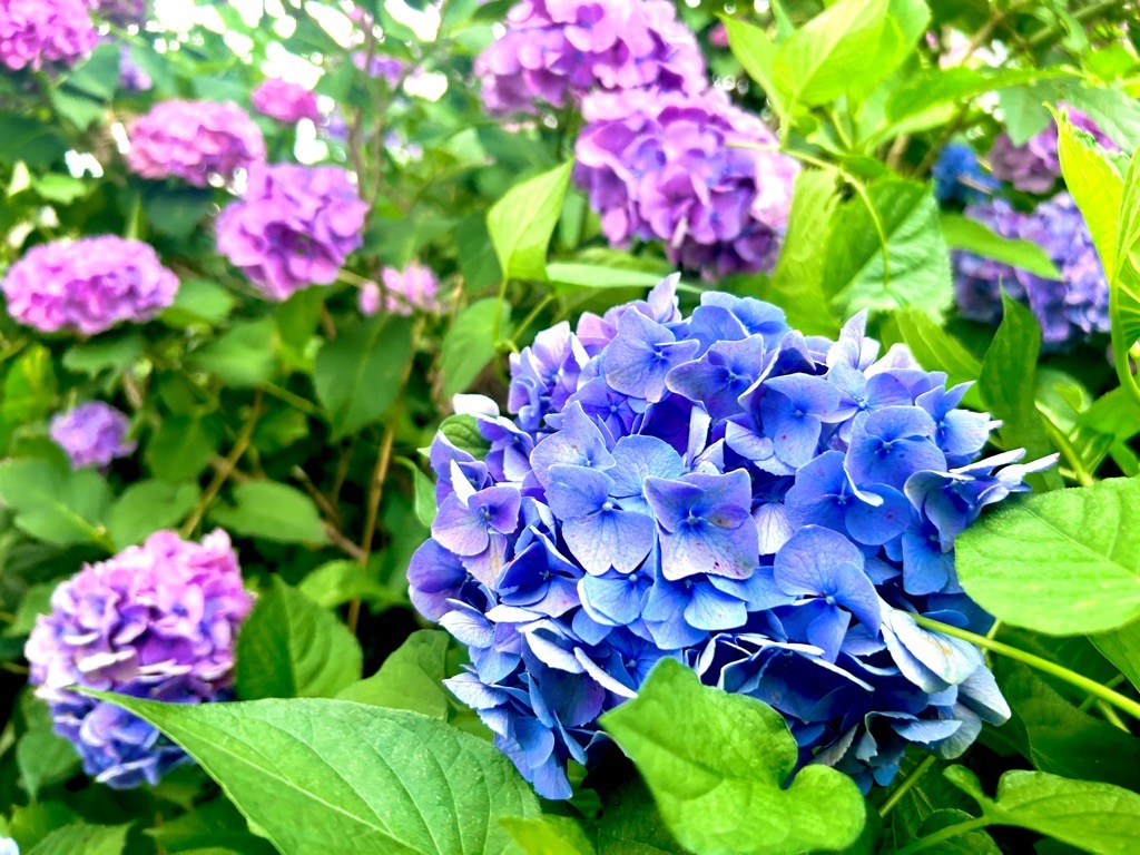 ajisai