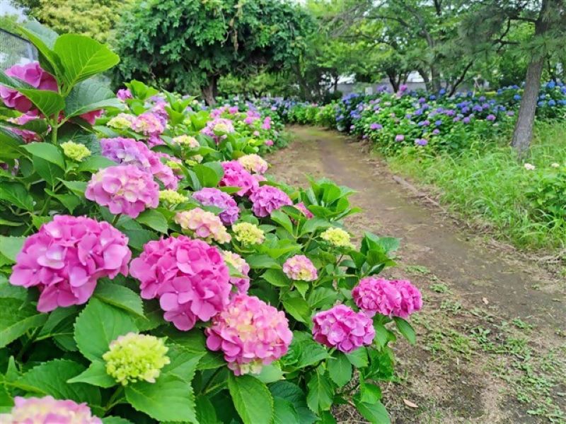 ajisai