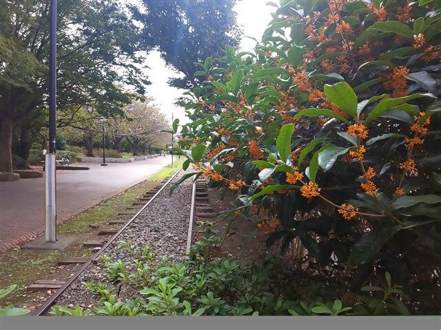 haientohana