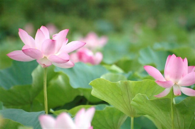 蓮