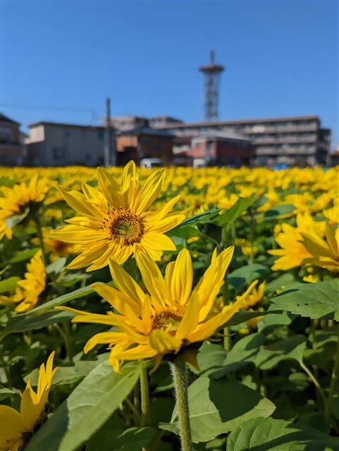 ひまわり