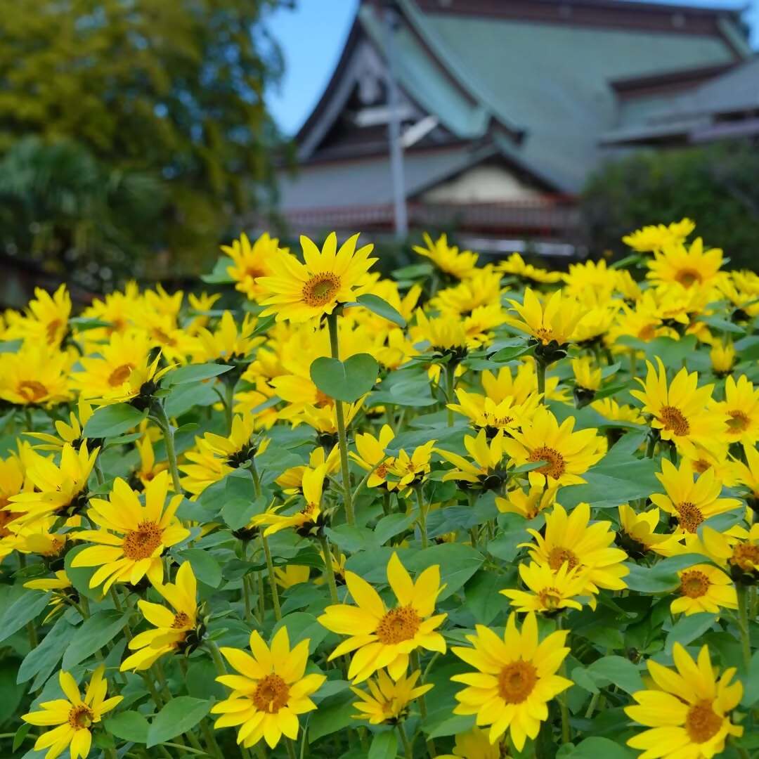 himawari