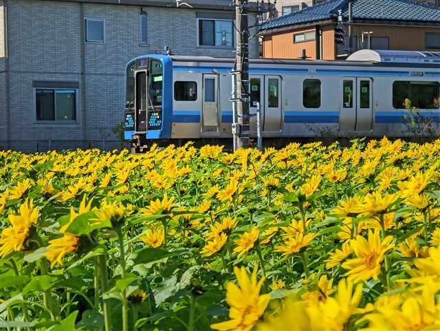 ひまわり