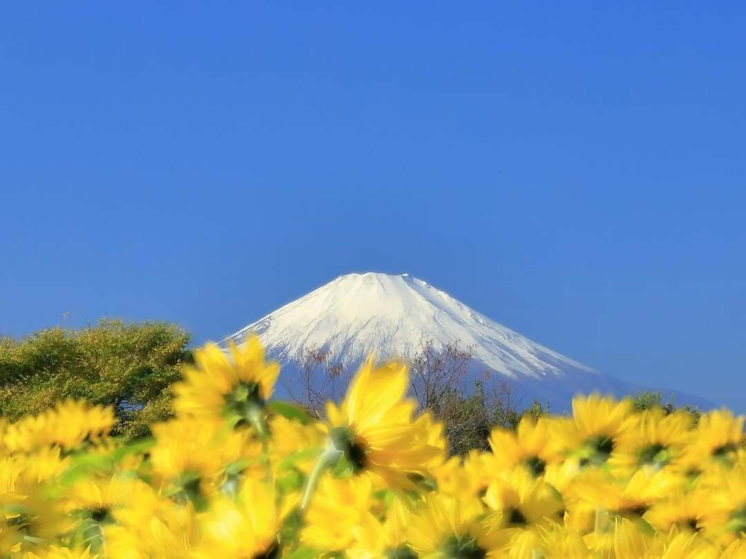 ひまわり