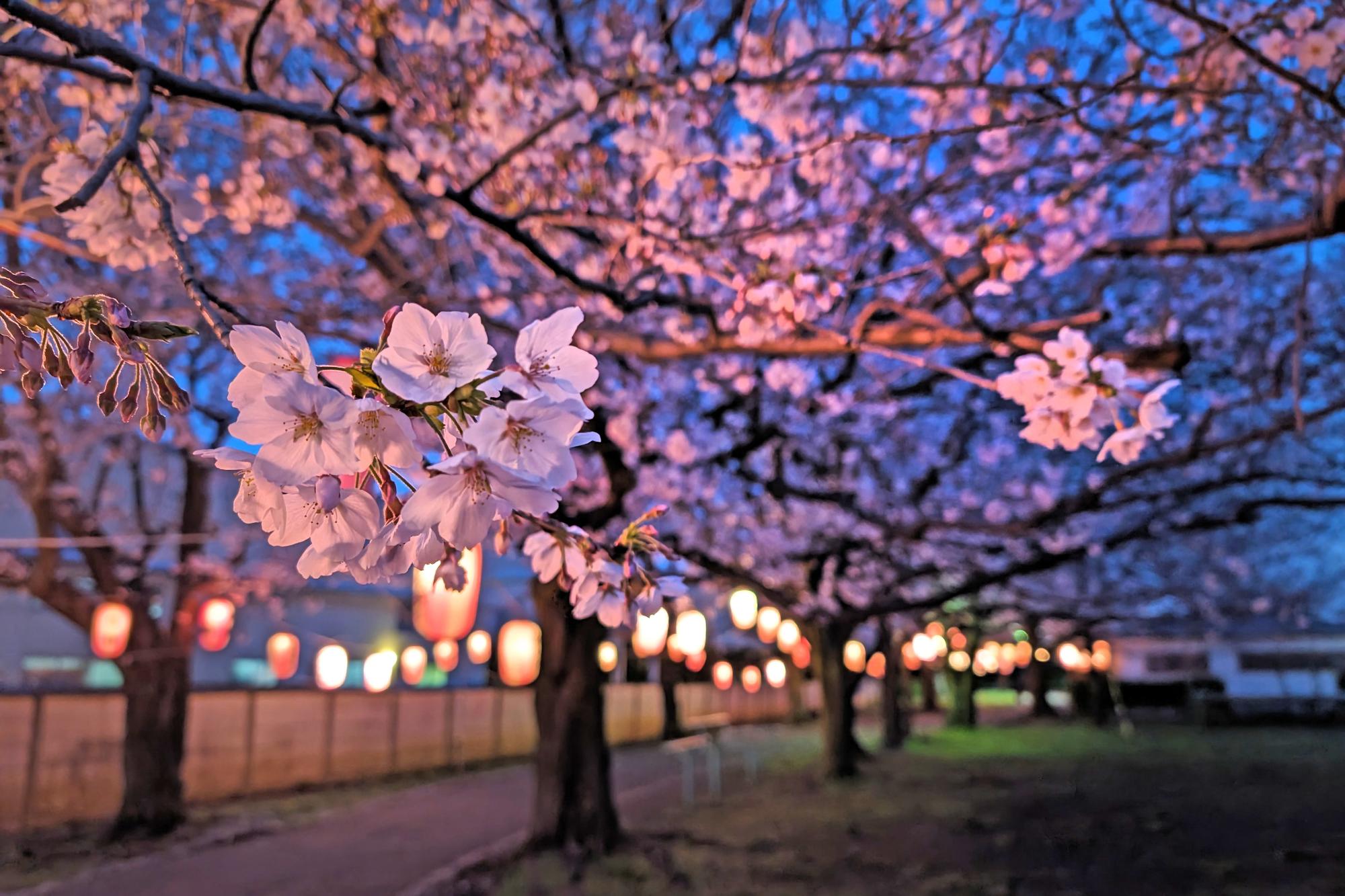 倉見桜緑道