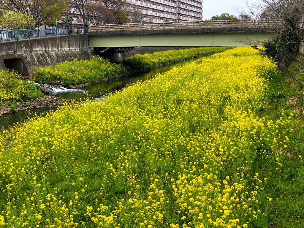 菜の花