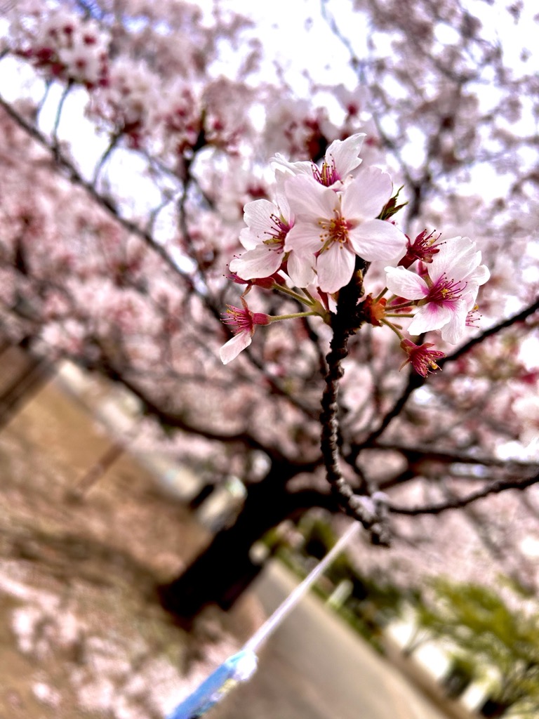 桜