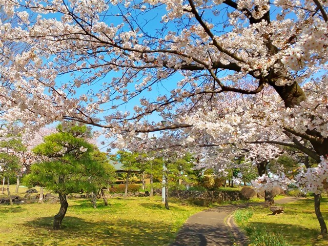 桜