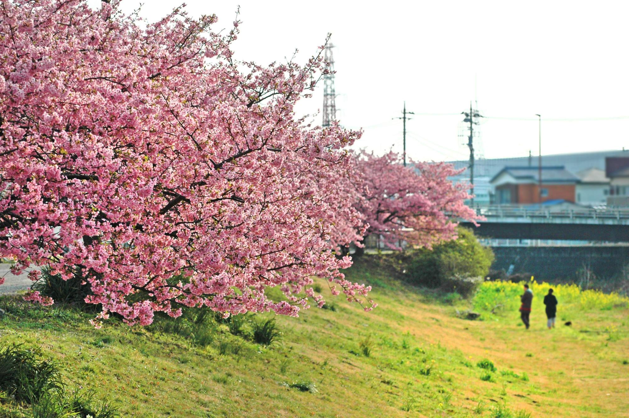 桜