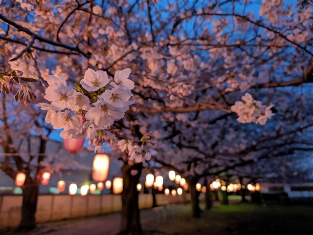 桜ライトアップ