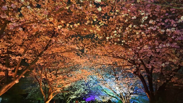 桜のライトアップ風景