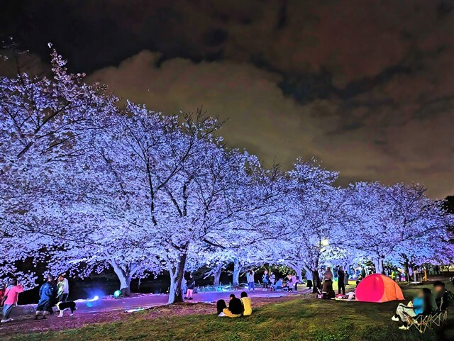 桜のライトアップ風景