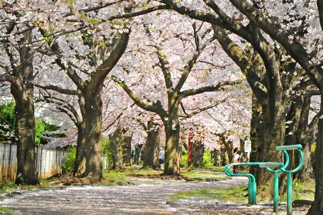 桜のトンネル