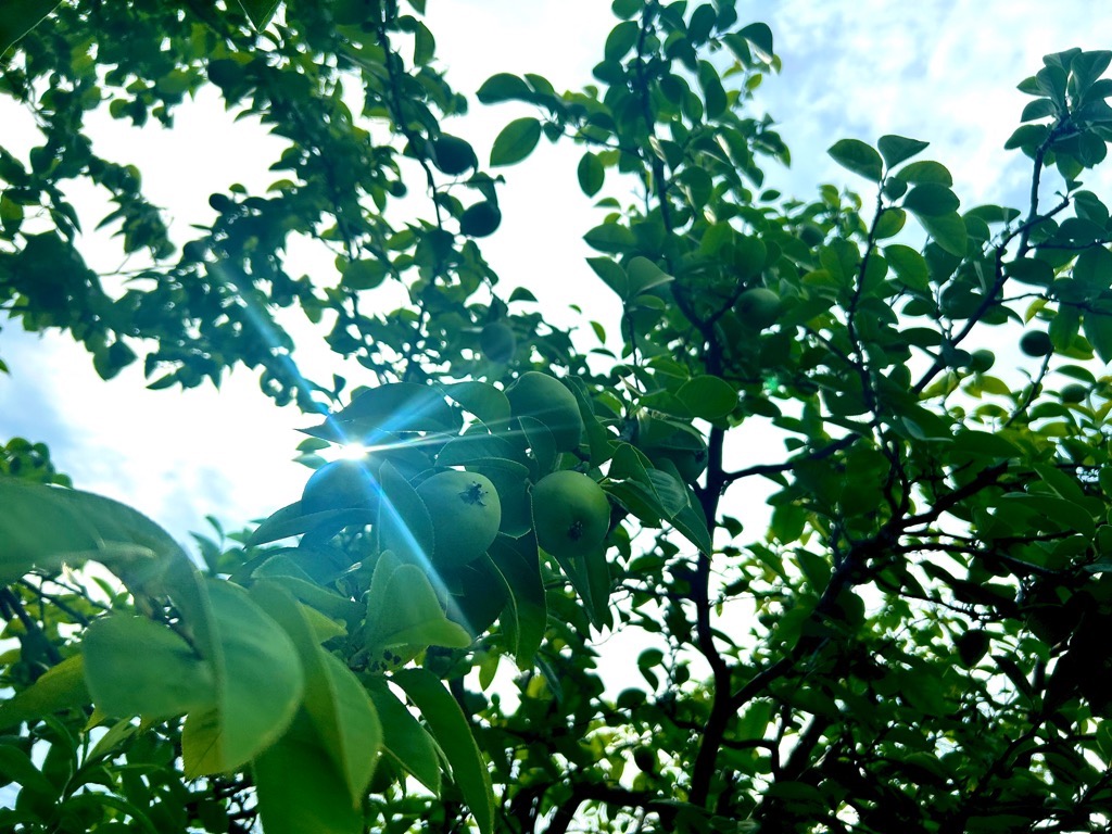 ume