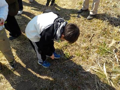 オオイヌノフグリを見つけました