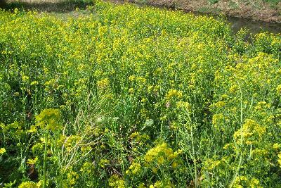 目久尻川の菜の花