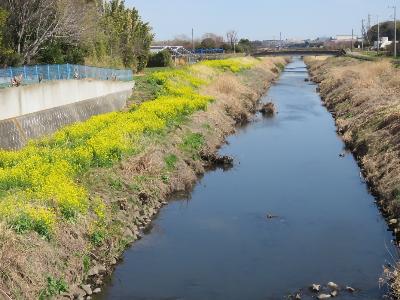 菜の花がすごい