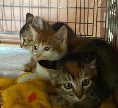 猫の譲渡会の様子