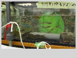 水棲生物の展示