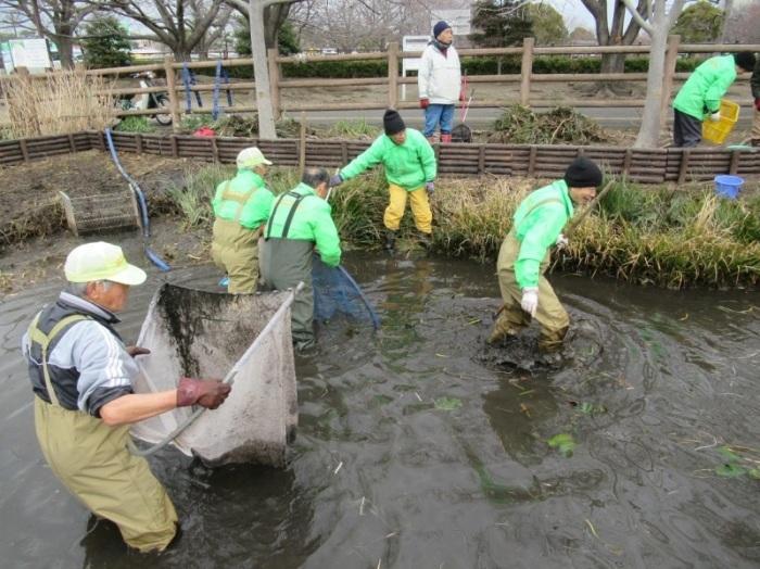 池の水抜きを行った後生物調査を実施