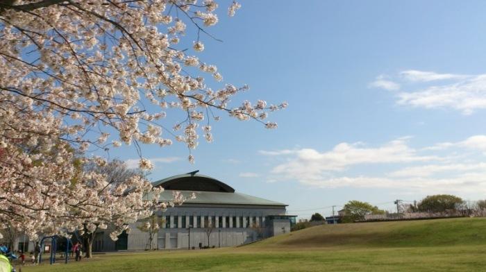 桜と体育館