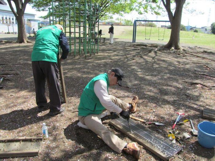さむかわ中央公園、桜並木下の側溝清掃の様子1