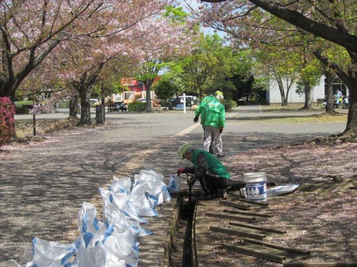 さむかわ中央公園、桜並木下の側溝清掃の様子2
