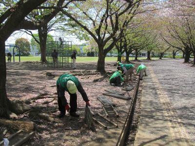 さむかわ中央公園、桜並木下の側溝清掃の様子3