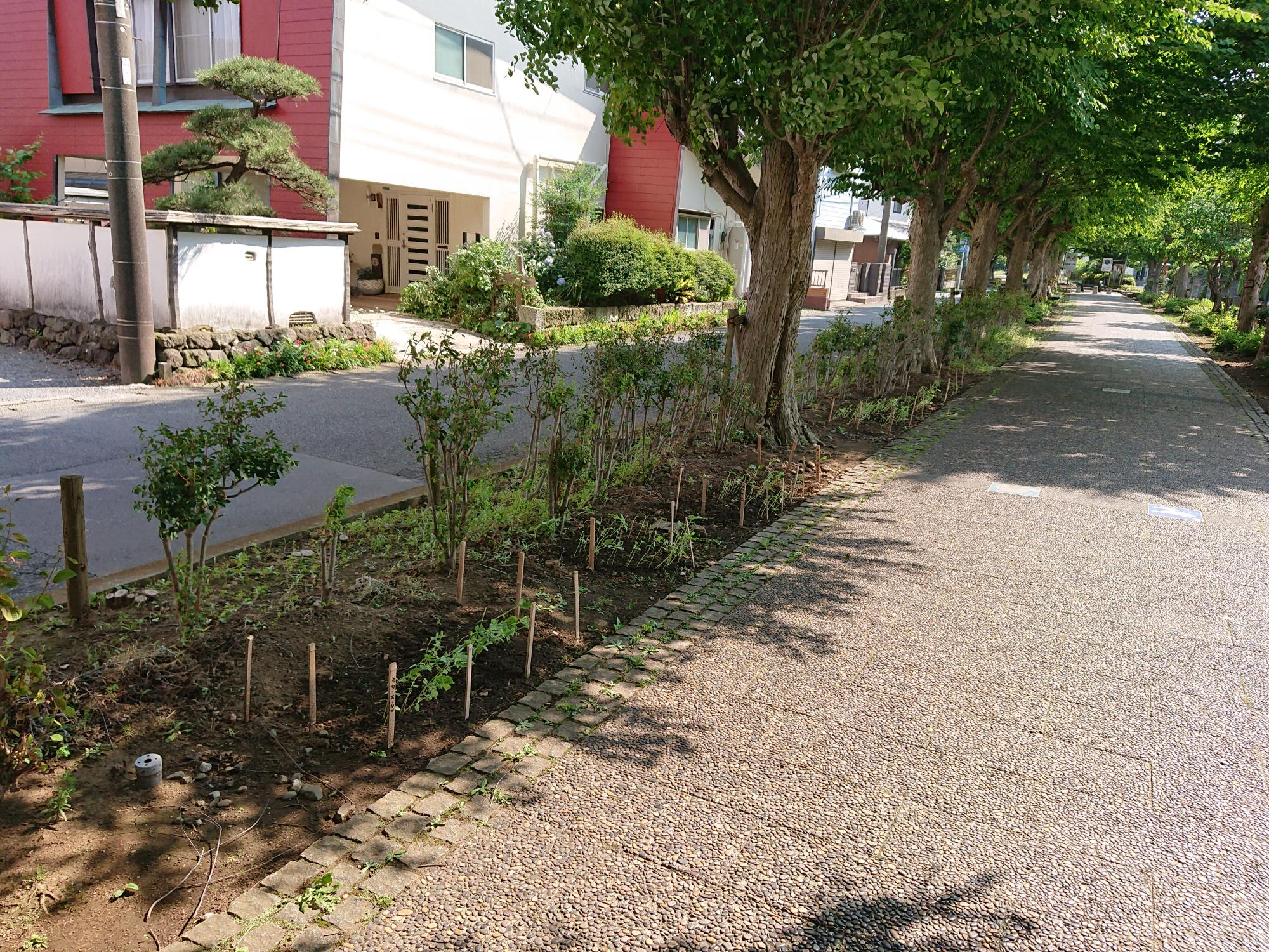 一之宮緑道植栽