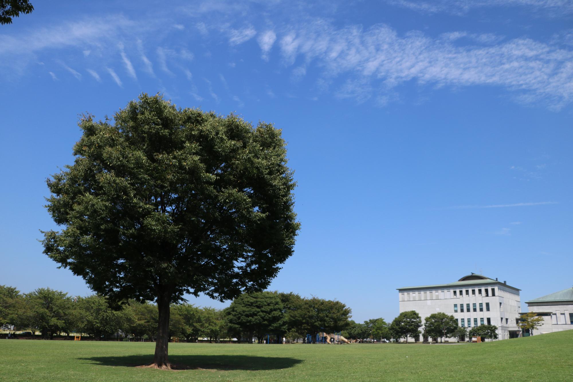 中央公園の樹木