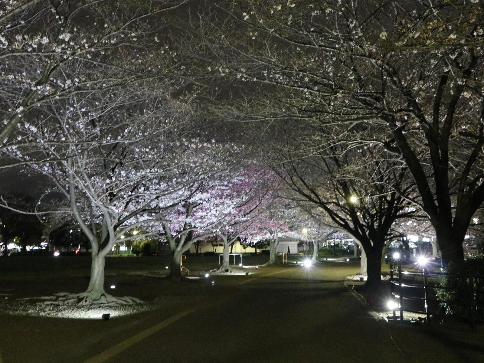 夜桜ライトアップ