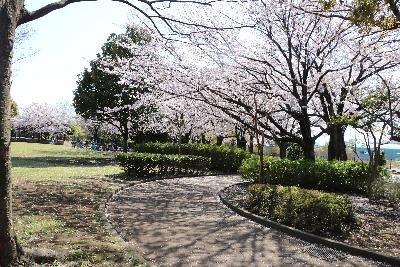 園路の桜