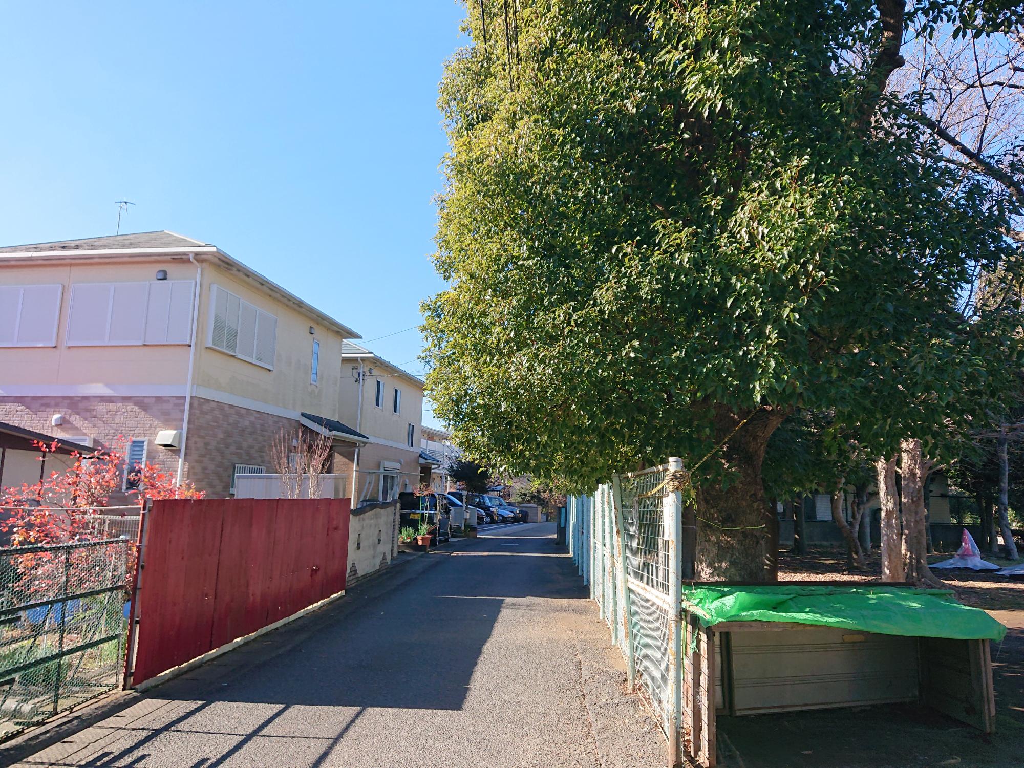 道路にはみ出た枝葉