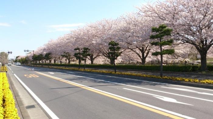 県道沿いの桜