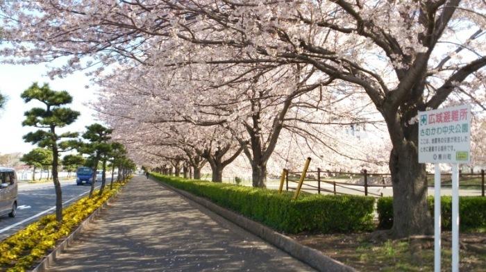 県道と桜
