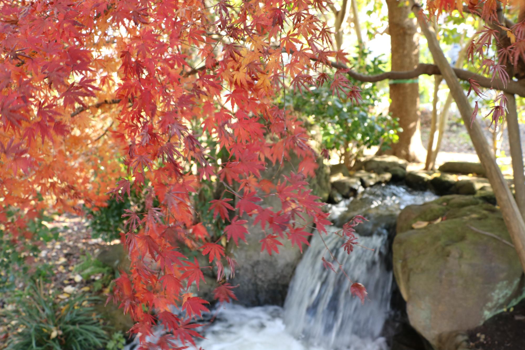 秋の紅葉