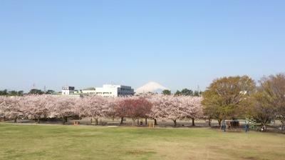 築山から見た桜