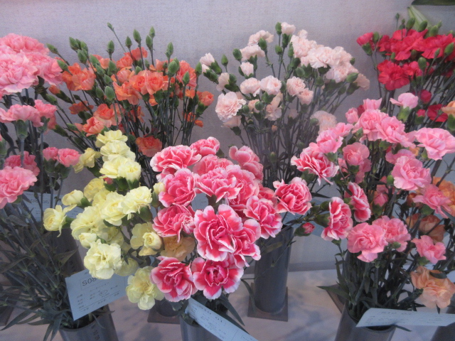 カーネーション