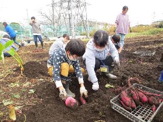 さつまいも掘り