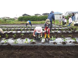 さつまいも苗植え